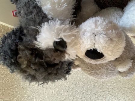 Boulder and Rocky taking a selfie!