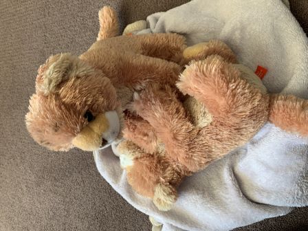 Pabu and Sabal playing