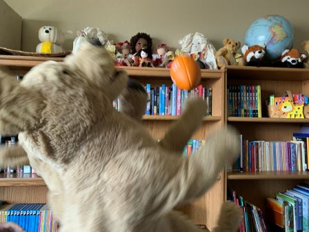 Woofs and Woofy playing fetch